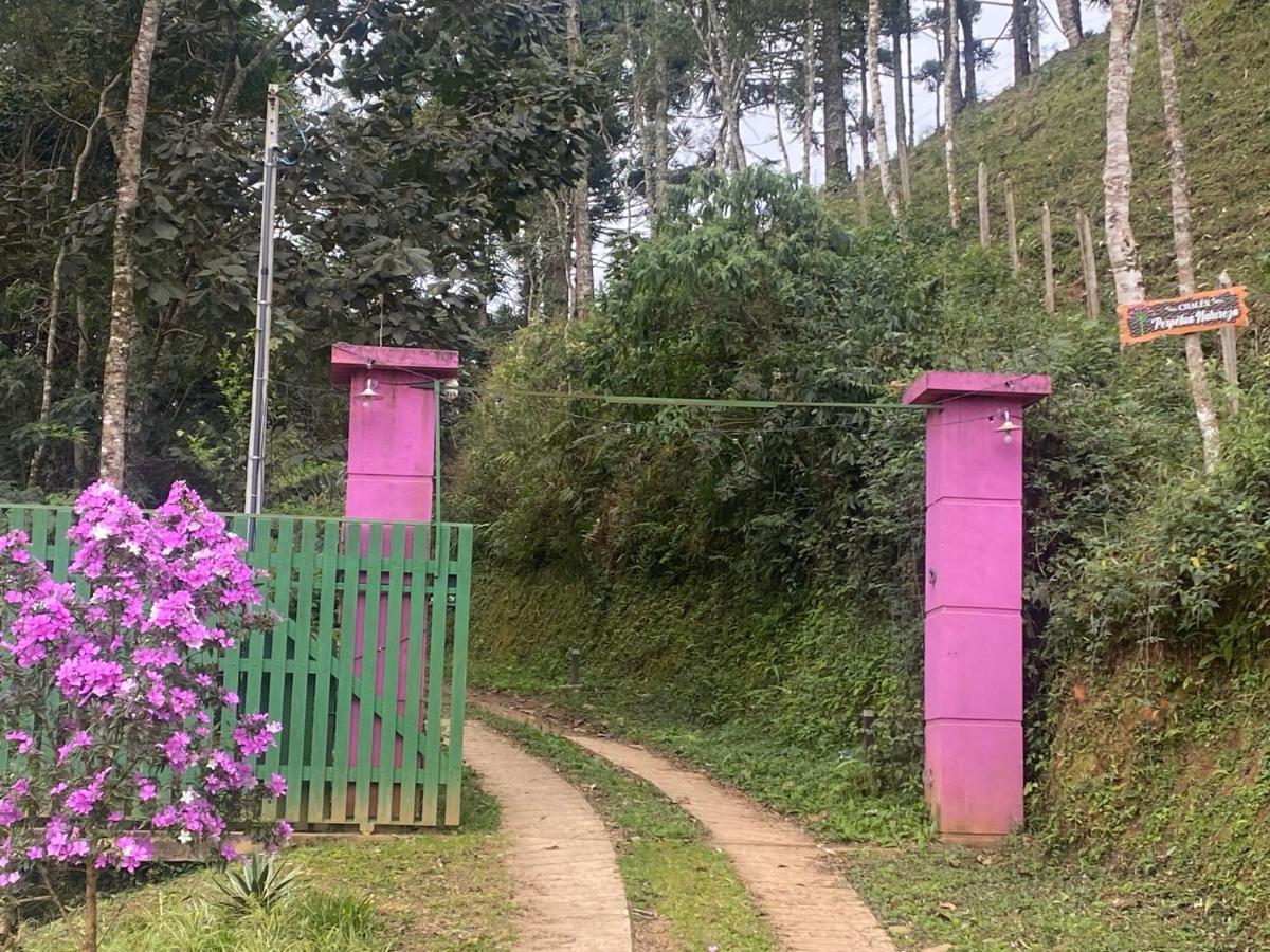 Dentro Da Floresta- Perpetua Natureza *